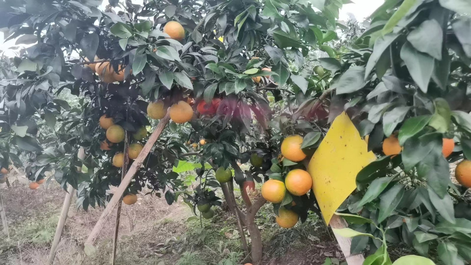 5斤 单果65-75mm 39.8