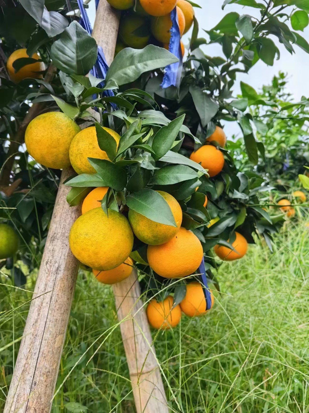 8斤 大果 65-75mm 54.8