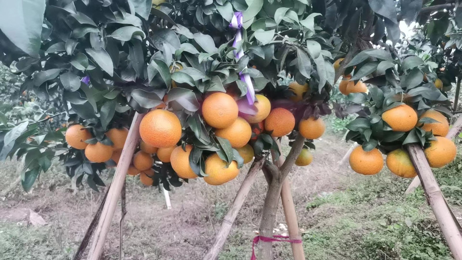 果园直采，包邮到家。